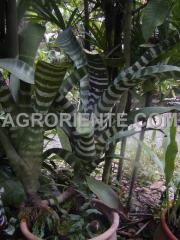 Decorative foliage plants