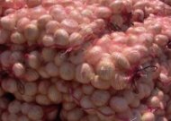 Bulb onion